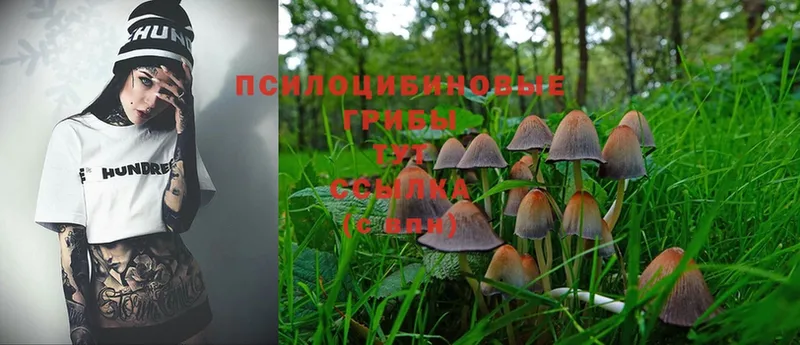 Галлюциногенные грибы Cubensis  Сафоново 